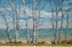 Stand of Birch Trees