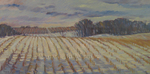 Winter Corn Field